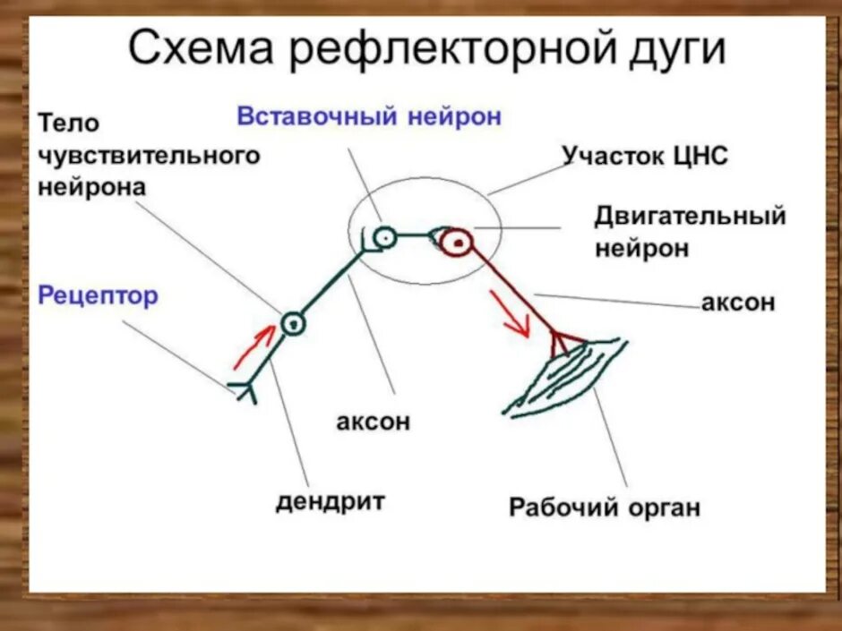 Строение простейшей рефлекторной дуги. Рефлекс. Общая схема строения рефлекторной дуги. Схема рефлекторной дуги схема. Составные части рефлекторной дуги схема.