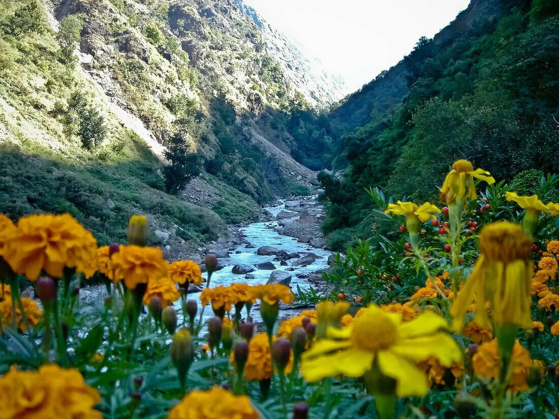 Flowers valley. Национальный парк Долины цветов, Уттаракханд. Национальные парки Нанда-Деви и «Долина цветов» (штат Уттаракханд). Долина цветов в Гималаях. Долина цветов, Уттаракханд, Индия.