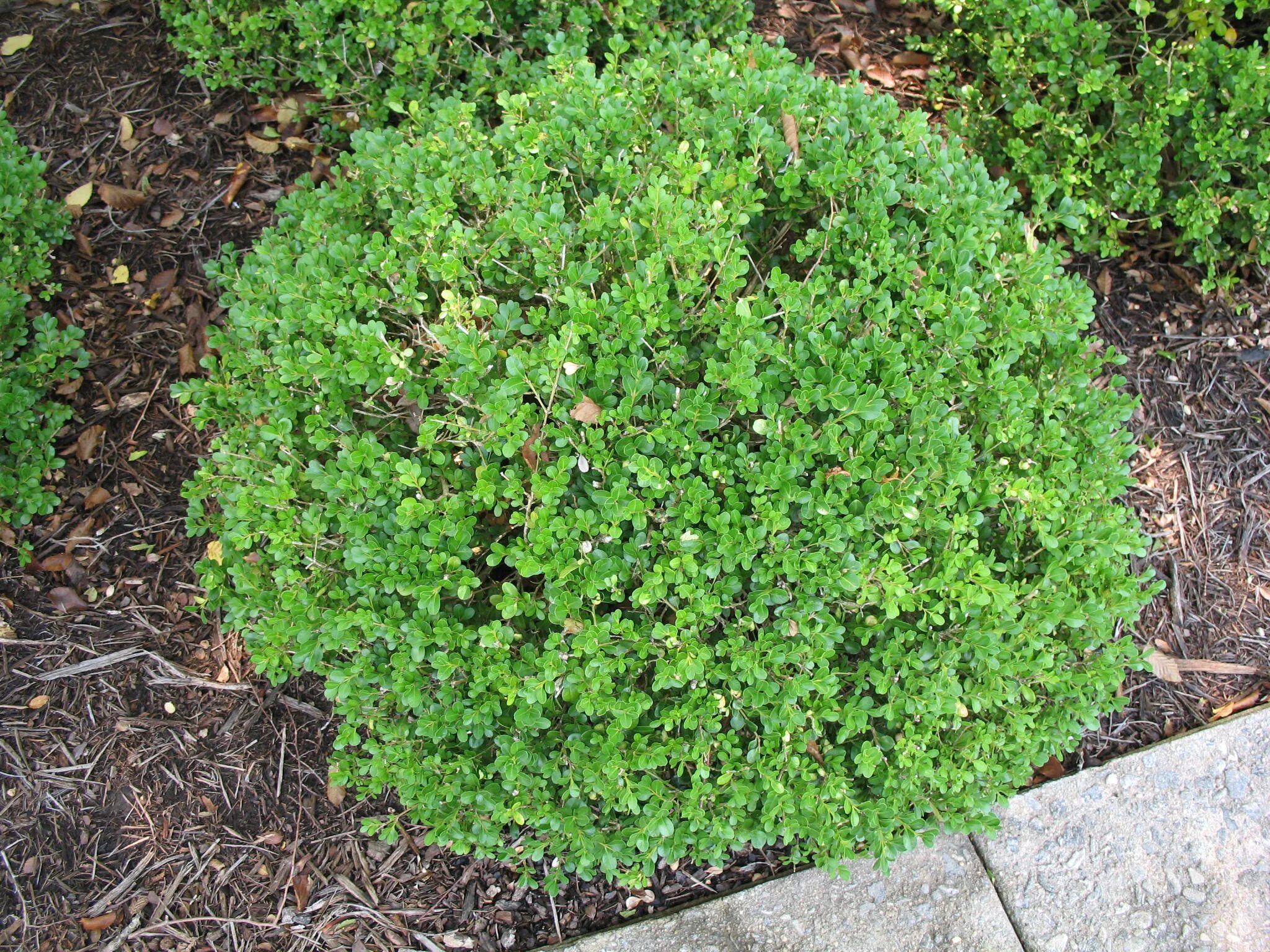 Самшит как ухаживать. Самшит Винтер джем. Самшит Буксус. Buxus microphylla Golden. Самшит почва.