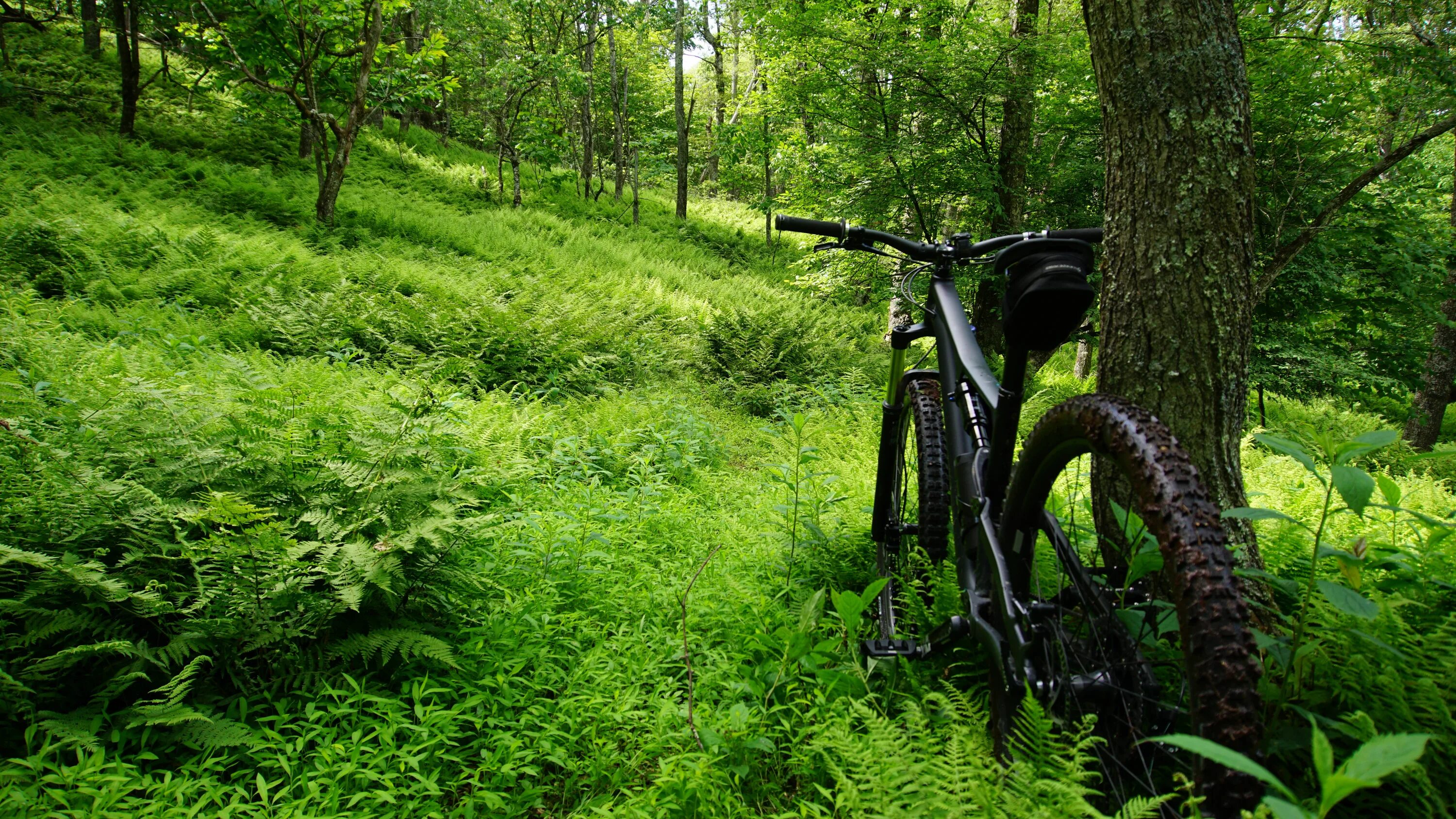 Лес велосипедист. Велосипед в лесу. Велосипед на природе. Горный велосипед на природе. Велосипед на фоне природы.
