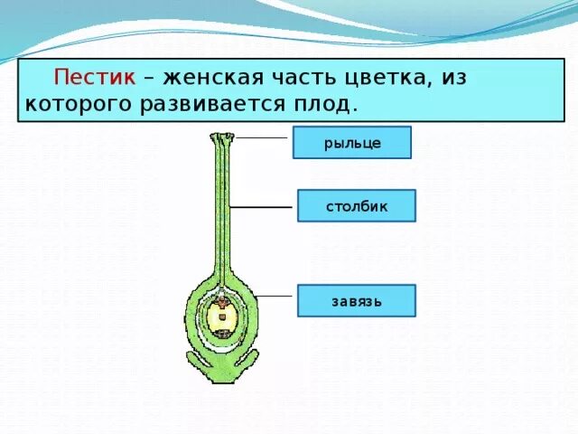 Какая часть плода развивается из стенок завязи. Из какой части пестика развивается плод. Часть цветка из которой развивается плод. Пестик женская часть цветка. Столбик пестика.