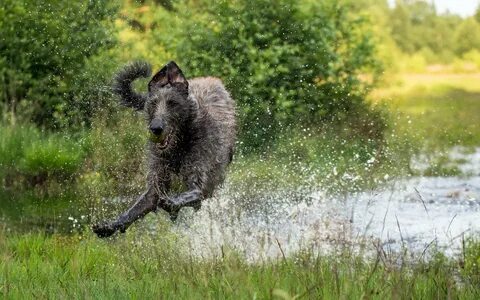 Животное убегает
