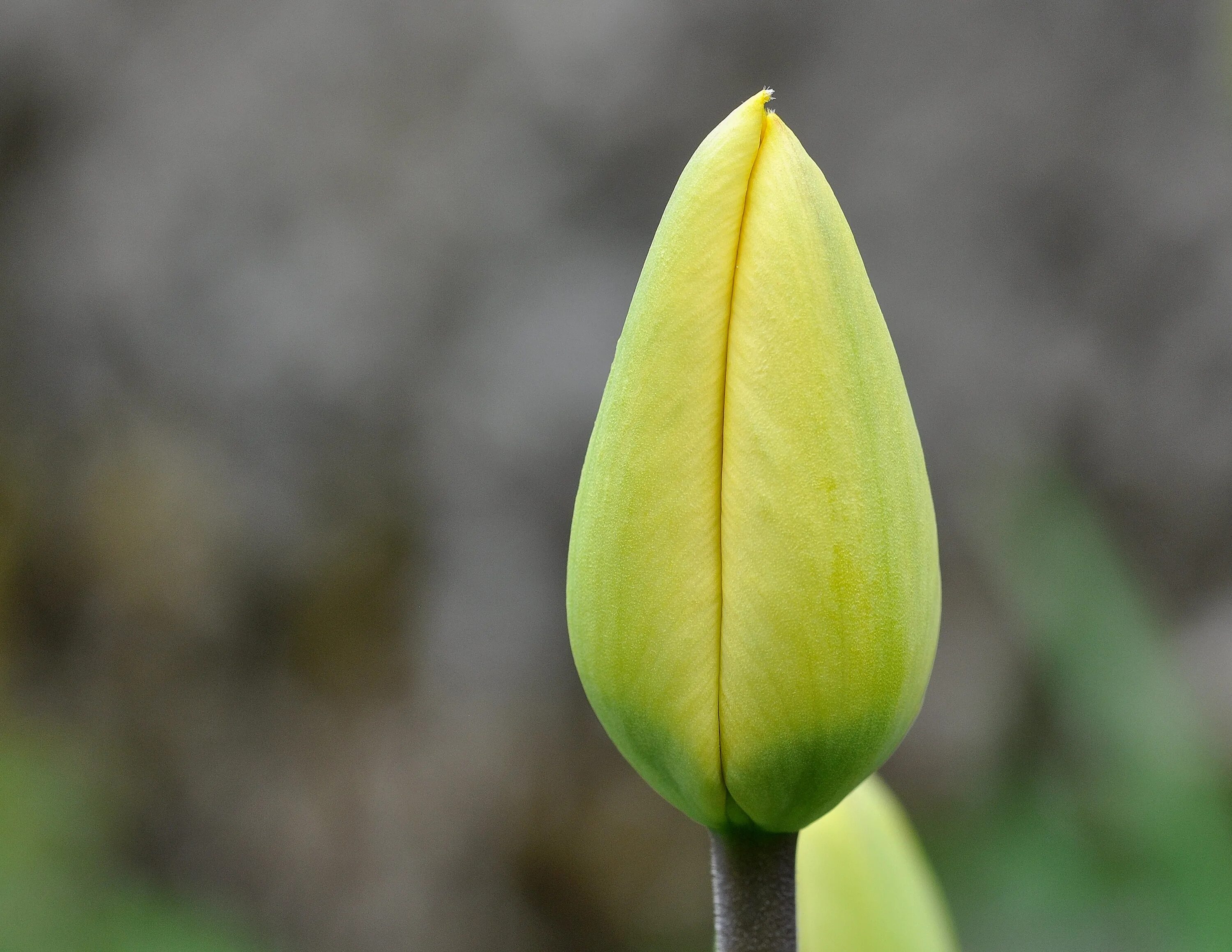 Бутон тюльпана. Tulipa kaufmanniana бутон. Тюльпан Туркестанский. Тюльпан Формоза. Цветы запри