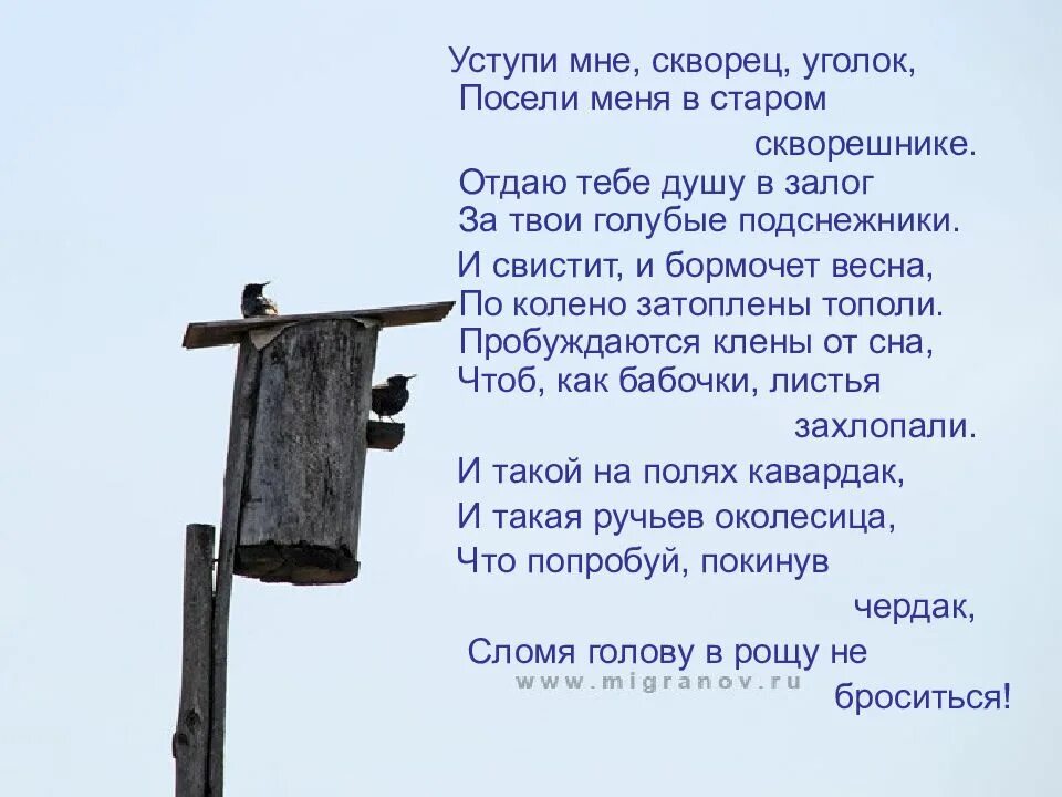 Уступи мне Сковер Цголок. Умтури мне Сквлрец угодок. Уступи мне скворец уголок. Стихотворение Уступи мне скворец уголок.