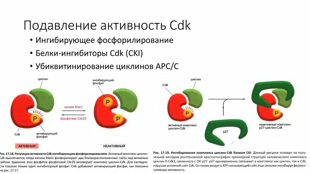 Ингибиторы циклин зависимой киназы. Циклин зависимые киназы. Фосфорилирование CDK. Cdk4/6 ингибиторы. Ингибиторы киназы