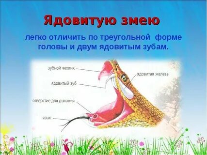 Легкие гадюки
