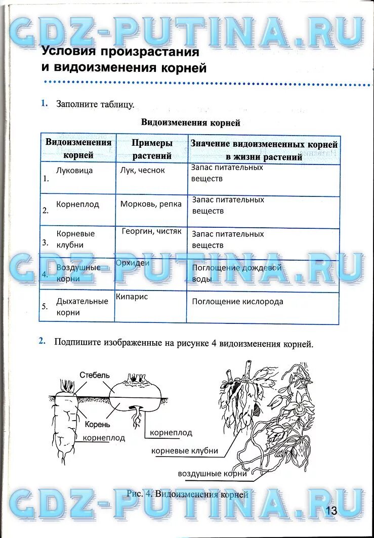 Видоизменение корня таблица 6 класс биология. Биология 6 класс таблица корни