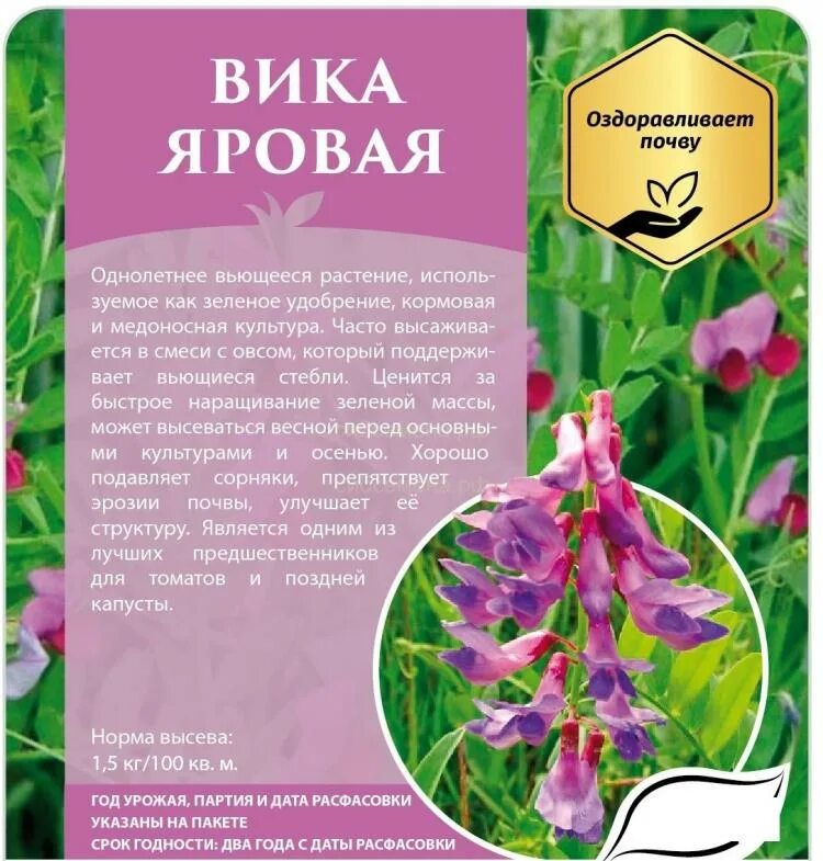 Трава вика описание. Трава вика описание. Вика яровая растение. Трава вика фото и описание. Растение вика фото описание.
