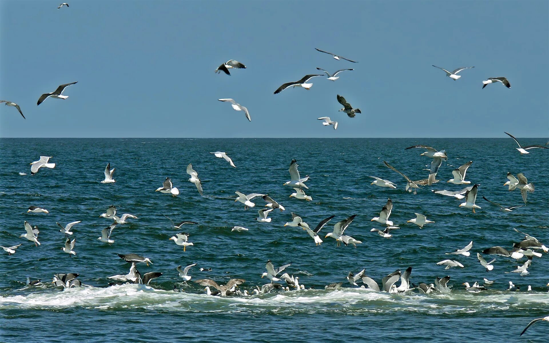 Водоплавающие птицы Балтийского моря. Альбатрос птица Азовское море. Море, Чайки. Чайки над морем.