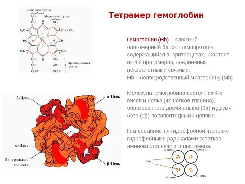 Какова функция миоглобина. Строение бета цепей гемоглобина. Структура белковой молекулы гемоглобина. Строение гемоглобина биохимия. Схема строения активного центра гемоглобина.