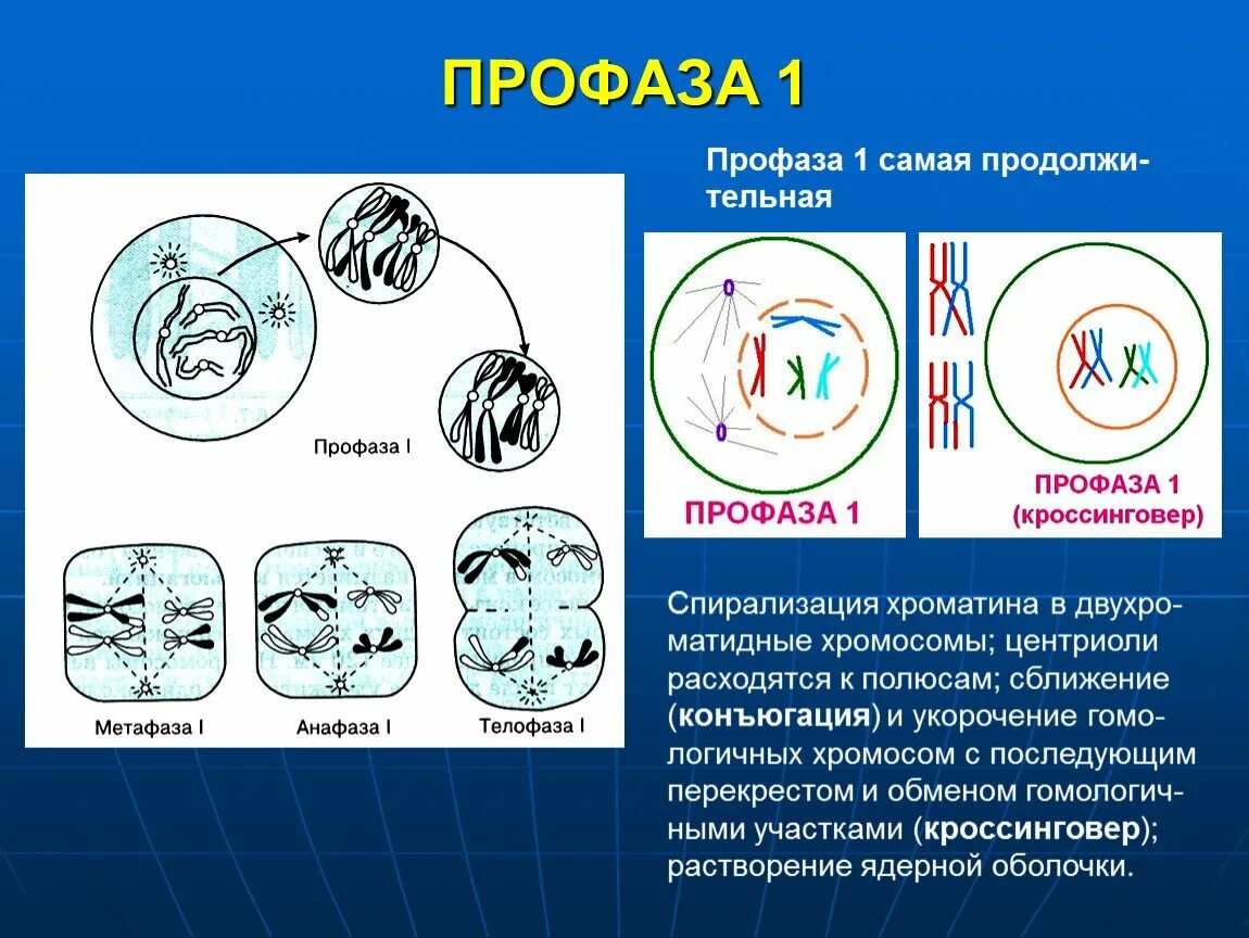 Профаза лептотена. Мейоз профаза 1 процессы. Профаза первого деления мейоза процессы. Первое деление мейоза профаза 1.