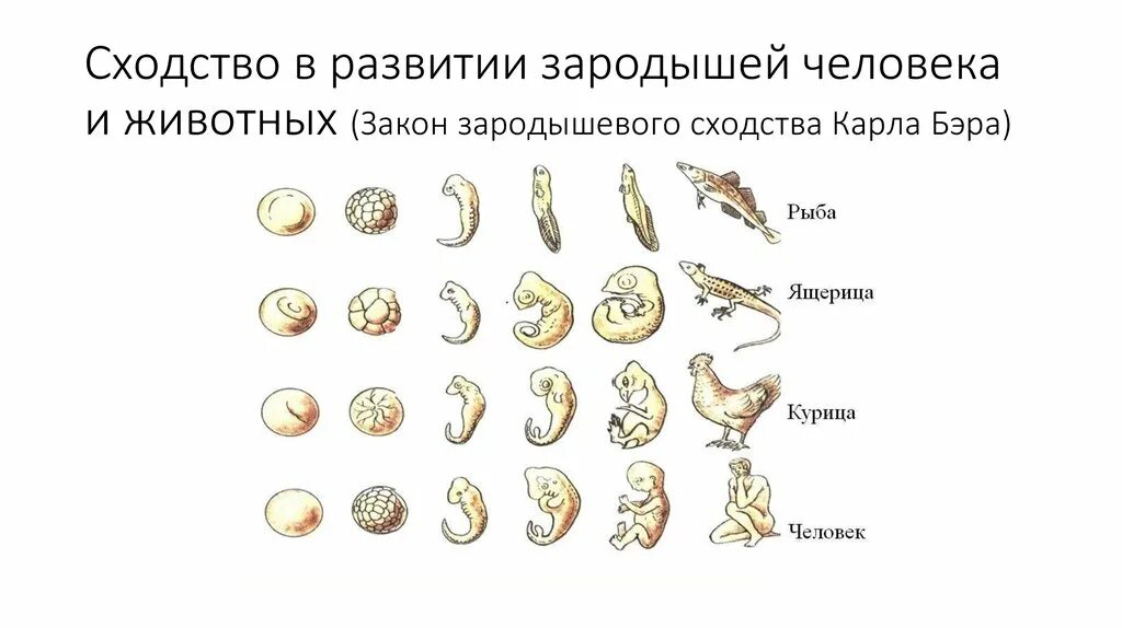 У представителей какого класса развитие зародыша