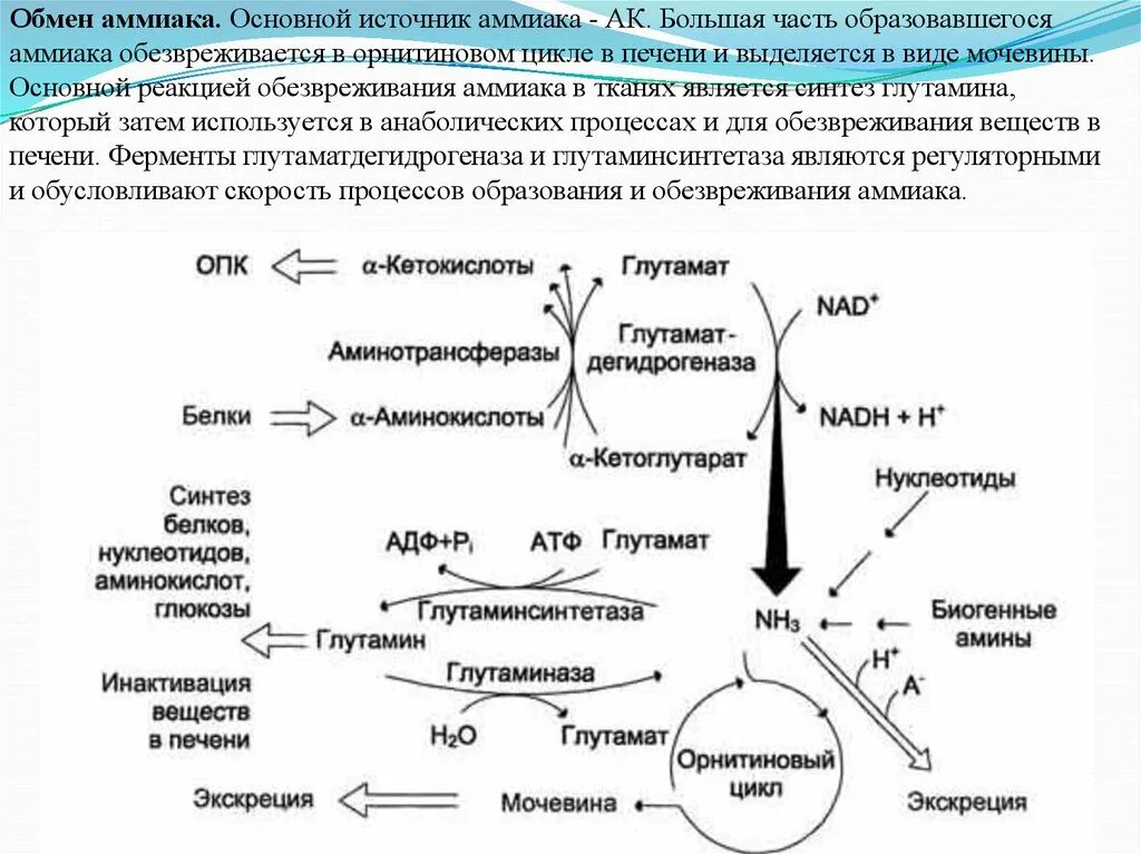 Образованием мочевины в обмене веществ