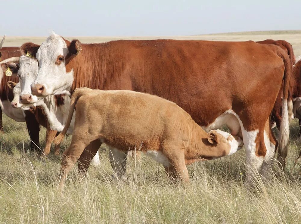 Малдар. Малдар. Малдар картина. Малдар. Ауыл.