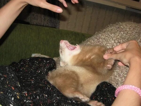 Как выглядит укус куницы Flying Cute Forest Animal. Jumping Beech Marten, Small Opportunistic Predator in