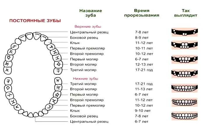 Название всех зубов