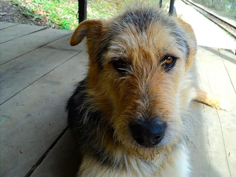 барбос порода порода собак. барбос порода. порода собаки барбос. барбос порода порода собак. большая дворовая собака.