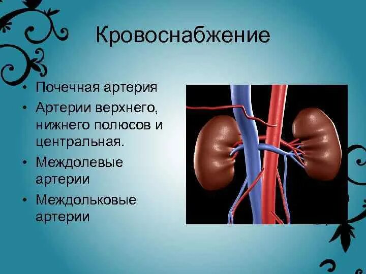 Система кровообращения почек. Кровоснабжение почки. Междолевые артерии почек.