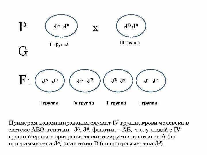 Дополнительное взаимодействие. Дополнительное взаимодействие это в биологии. Кодоминирование. Кодоминирование это в генетике. Кодоминирование группы крови