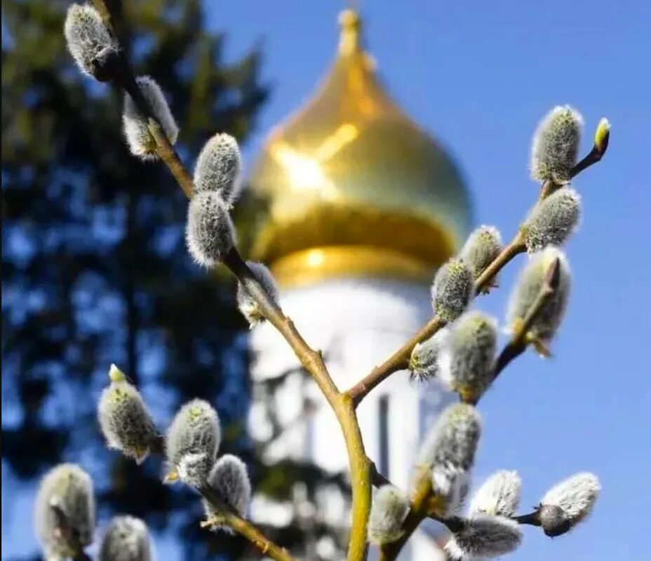 Какого числа в этом году вербное воскресенье. Верба на вербное воскресенье. с вербным воскресеньем. верба церковь.