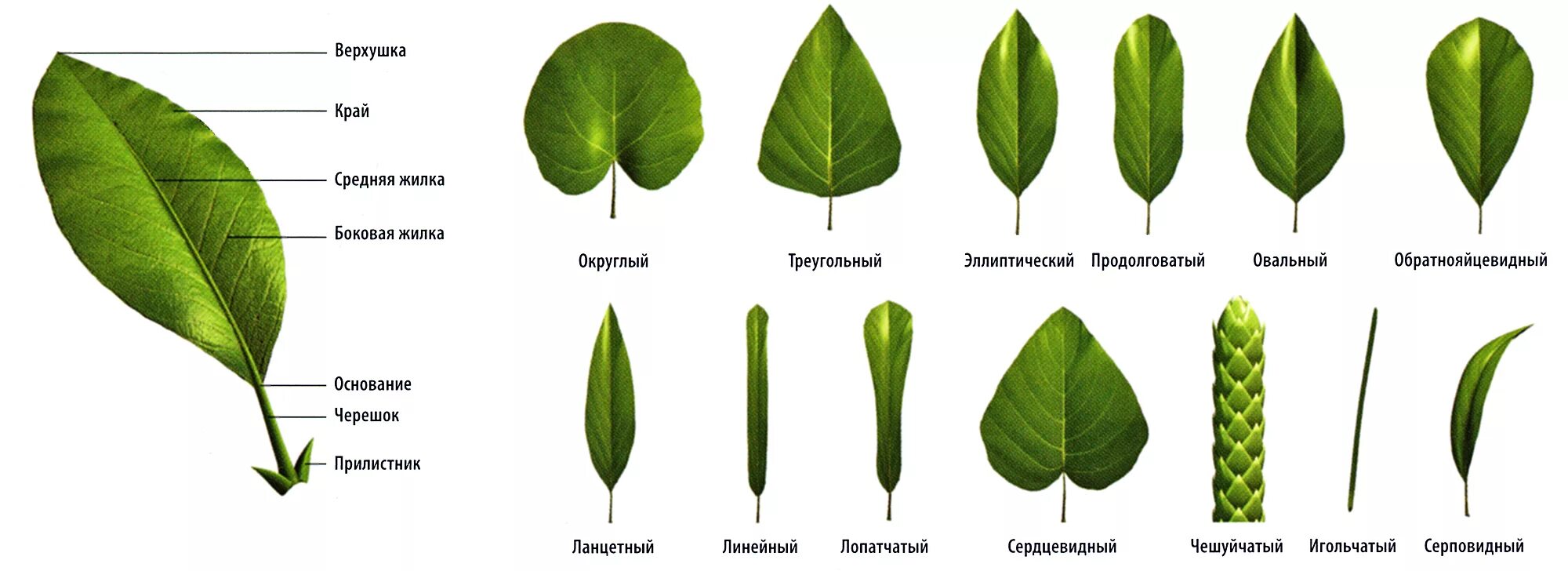 Сегменты листа. Формы листьев. Формы листа растений. Различные формы листьев. Виды листьев у растений.