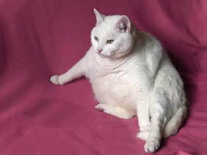 Круглый белый кот
