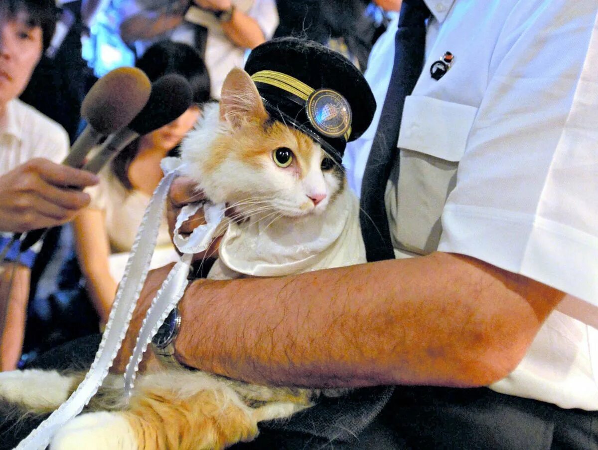 Кошки спасают людей. Кошечка спасение. Кот начальник станции в Японии. Кошечки спасают