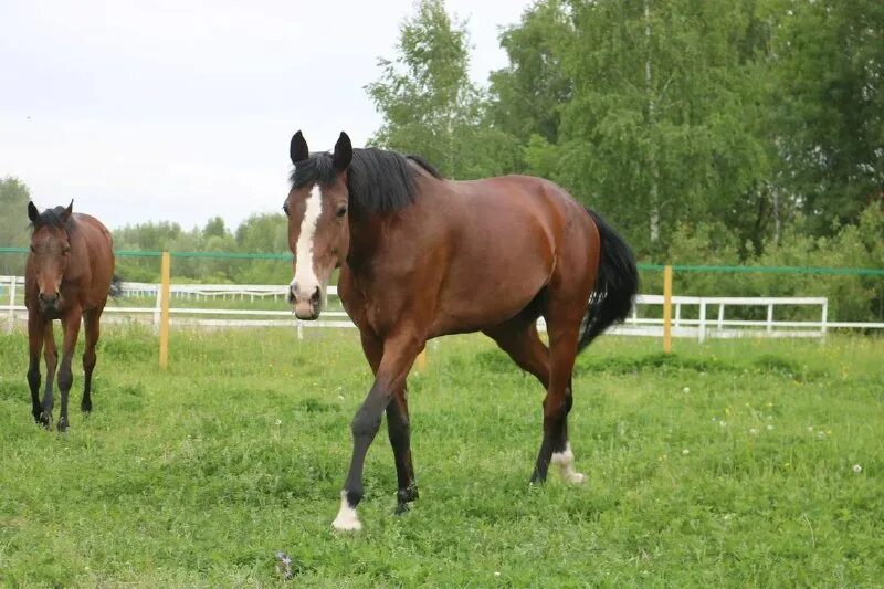 проверить лошадь