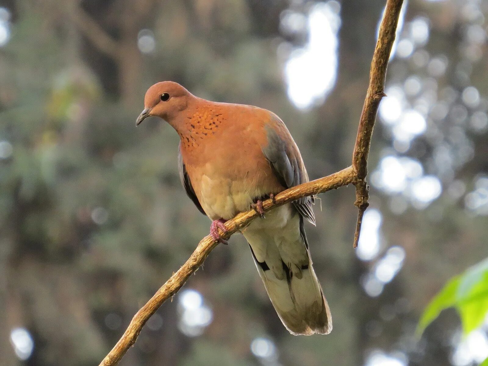 Египетская Горлица Streptopelia senegalensis. Среднеазиатская Горлица. Малая Горлица. Южноафриканская Горлица.