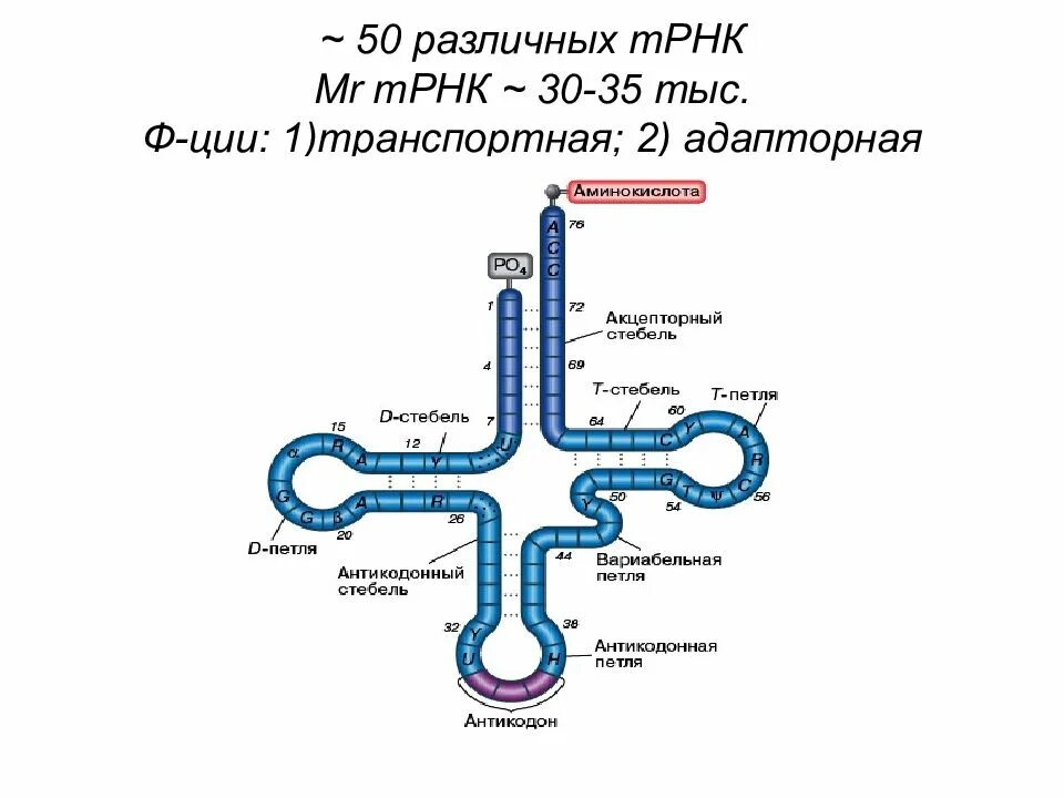 РРНК И ТРНК. Строение транспортной РНК биохимия. Созревание ТРНК. Структура ТРНК биохимия.