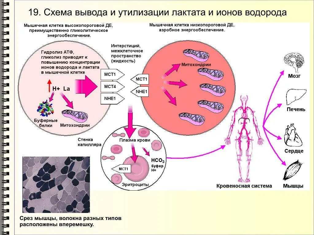 Как быстрее вывести молочную кислоту из мышц. Накопление лактата в мышцах. молочная кислота в мышцах. молочная кислота образующаяся в мышцах. утилизация молочной кислоты в организме.