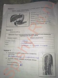 Тетрадь по биологии 8 класс драгомилов