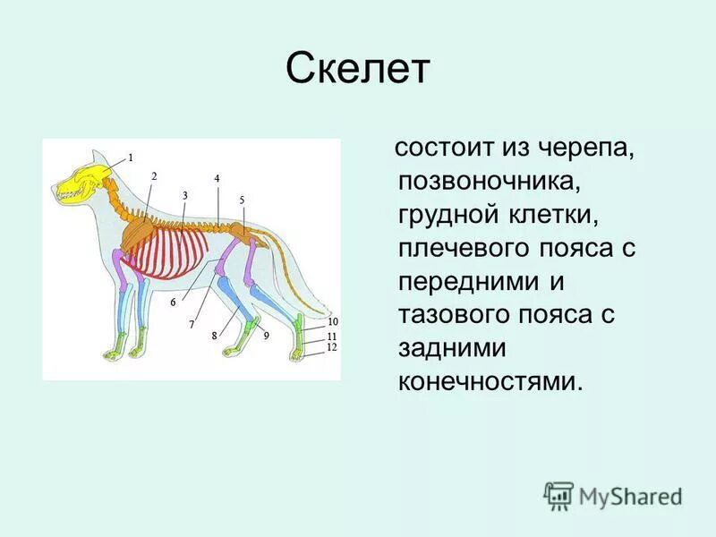 Скелет и нервная система млекопитающих. Основные части скелета млекопитающих. Скелет позвоночника млекопитающих.