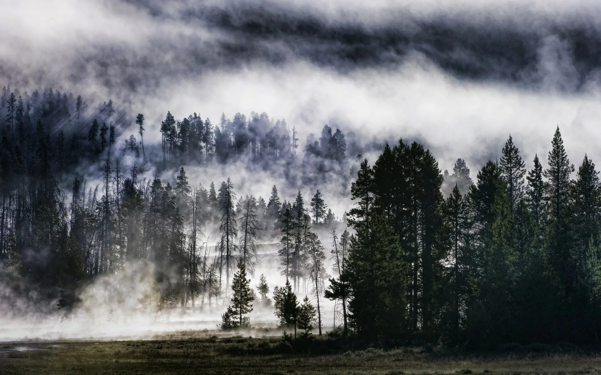 Лес Триллемарка-Роллагсфьелл. Лес в тумане. Мрачный пейзаж. Атмосферные пейзажи. Сквозь лес и дым геншин