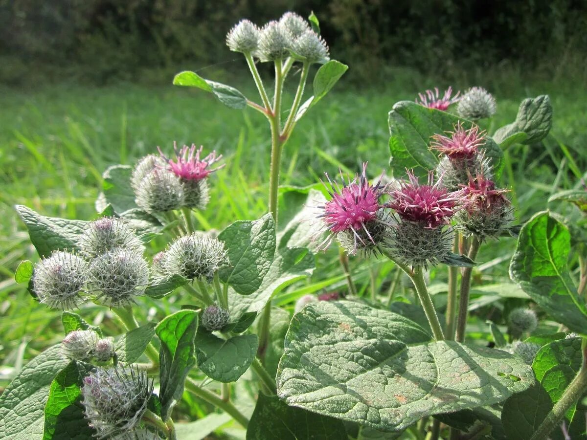 Как выглядит репейник. Лопух репейник. лопух большой репейник. arctium tomentosum. репейник и репей.