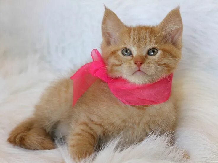 Кошка с бантом. Коты в бантах. Мимимишные котики с бантиками. Фото котика с бантиком. Фото котика с бантиком.