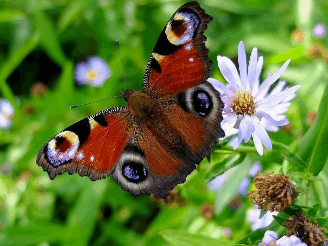 Бабочки фото окружающий мир 1 класс. Павлиний глаз (бабочка). Глаза бабочки павлиний глаз. Бабочка павлиний глаз красная книга. Окружающий мир бабочка павлиний глаз.