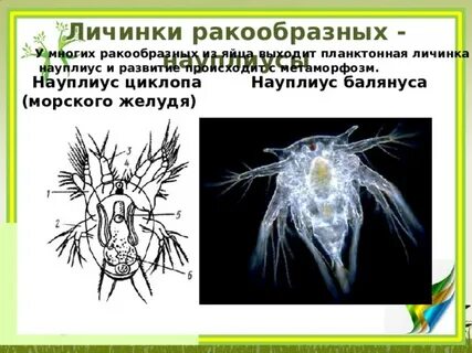 Циприсовидная личинка