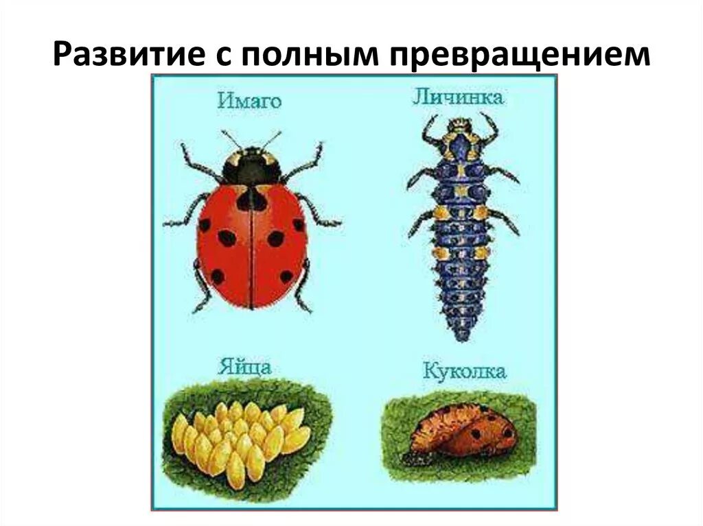 Какое развитие у божьей коровки. Цикл развития Божьей коровки. Цикл развития Божьей коровки для детей. Развитие Божьей коровки с полным превращением. Жизненный цикл Божьей коровки.