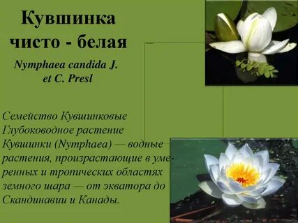 Кувшинка на белорусском языке перевод