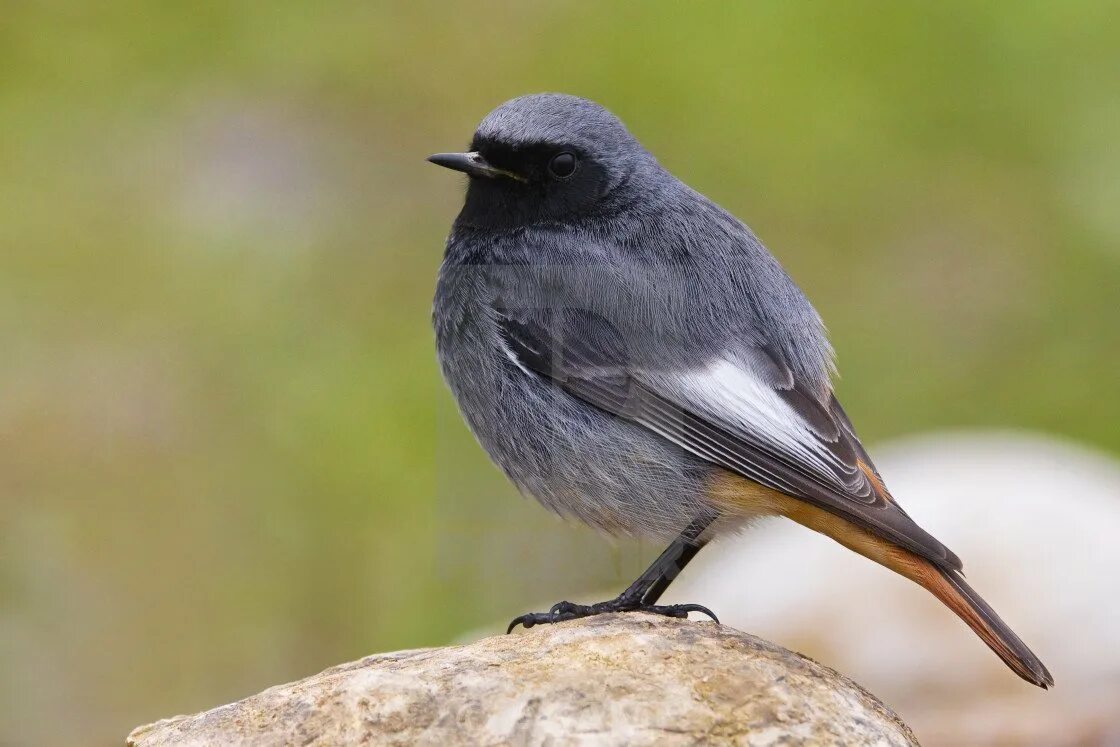 Черная горихвостка. Phoenicurus Phoenicurus male. Горихвостка-Чернушка — мелкая певчая мухоловка. Маленькая черная птичка с оранжевым хвостом. Птичка с маленьким хвостиком маленькая