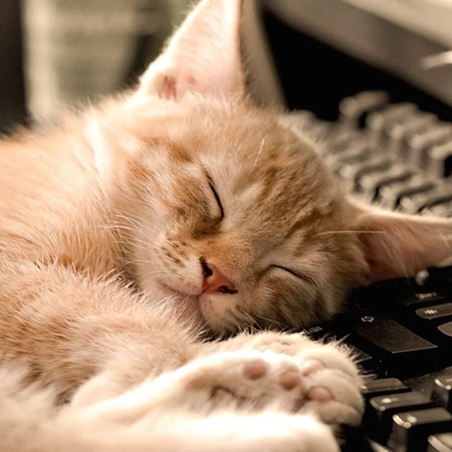 Смешной кот бухгалтер. Заработался. Уставший кот. Заработался совсем. Заработалась картинки.