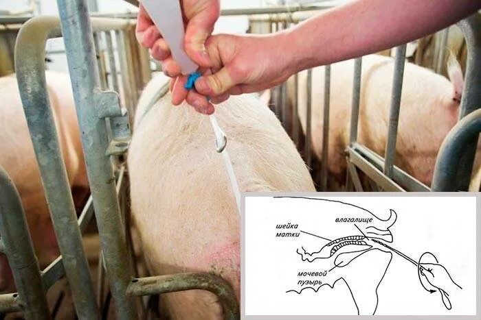 Поросятам давать яйца. Технологии искусственного осеменения свиноматок. Искусственное осеменение свиней виж. Прибор для осеменения свиней. Технологии искусственного осеменения овец.
