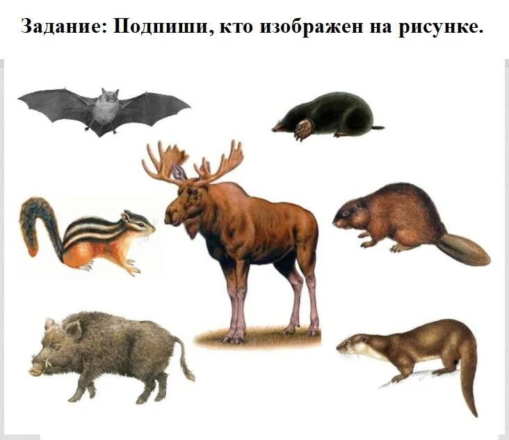 Животные для первого класса. Млекопитающие для детей. Животные живущие группами. Дикие животные 1 класс. Дикие и домашние млекопитающие.