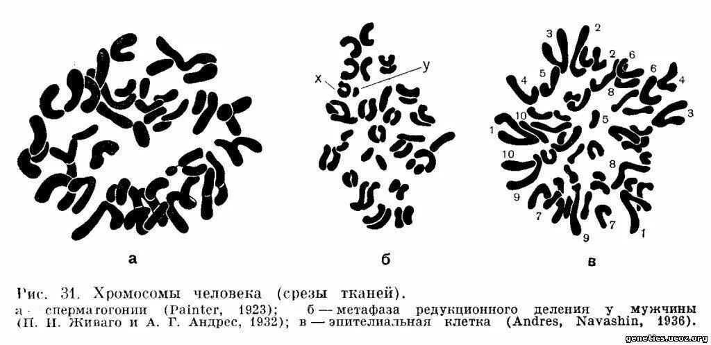 Хромосомы человека. Хромосомный набор человека. Набор хромосом у человека. Кариотип растений.