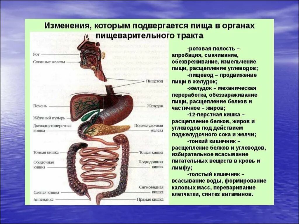 Где начинает перевариваться. Пищеварительная система человека схема. Железы пищеварительной системы человека анатомия. Расщепление веществ в пищеварительной системе. Функции пищеварительной системы схема.