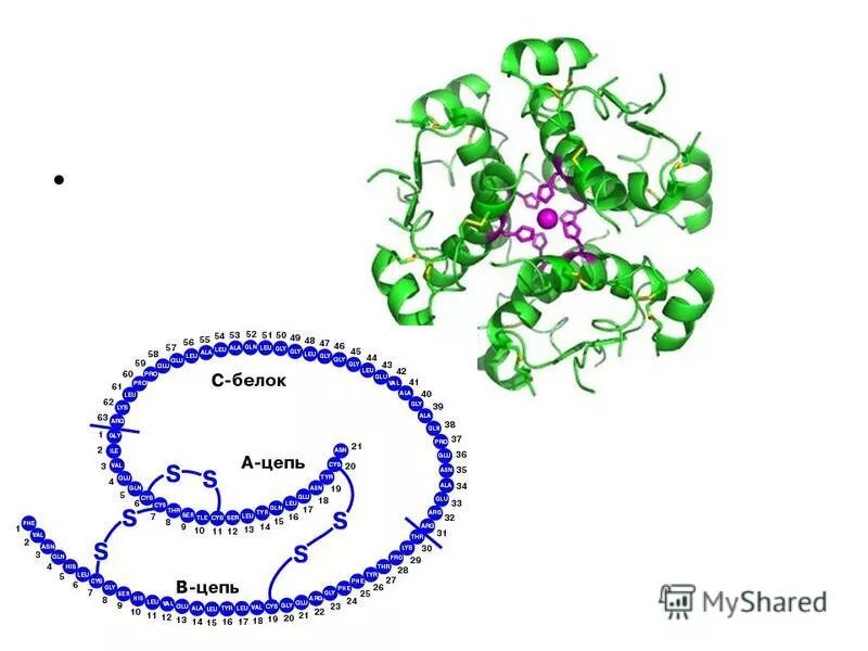 первичная вторичная третичная структура белка. генетика спираль. белковая цепь. цепи белков. белок цепочка.