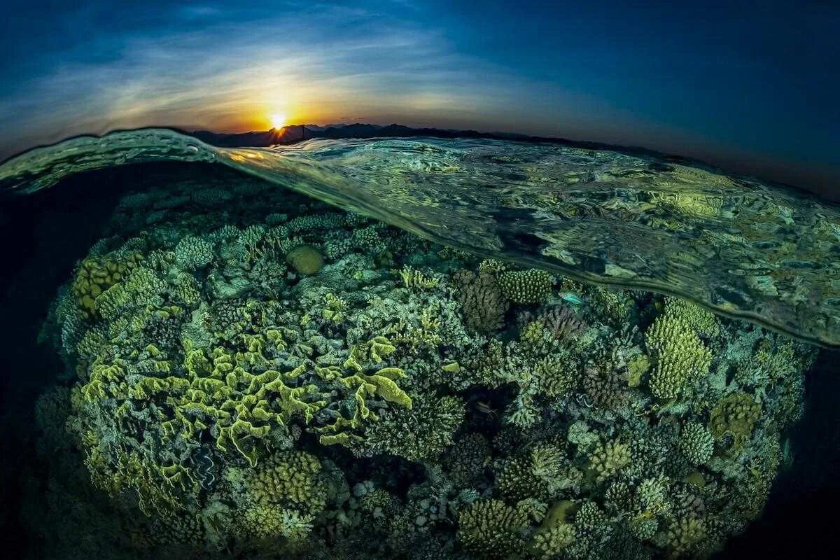 Невероятные картинки. Подводный ландшафт. Дно океана. Океаны. Глубина. Подводные растения.