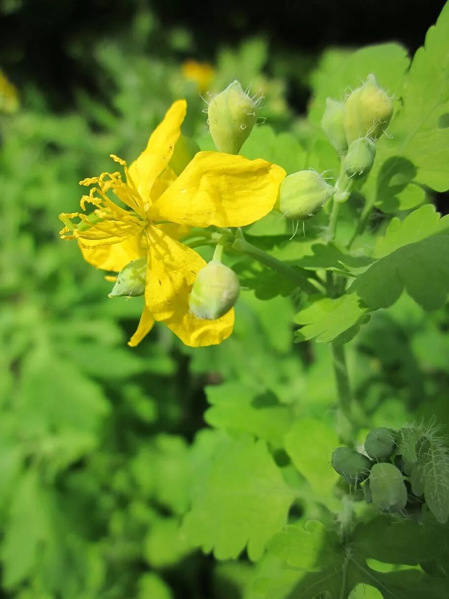 Chelidonium majus. Чистотел большой Chelidonium majus. Chelidonium. Хелидониум (чистотел).. Chelidonium majus двубратственный. Чистотел соцветие.