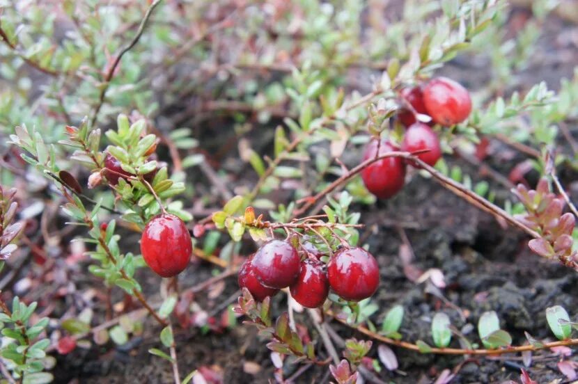 Клюква мелкоплодная (Vaccinium microcarpum). Клюква Болотная. Клюква сорт Бен лир. Клюква крупноплодная Бен лир. Известно что клюква болотная стелющийся кустарник